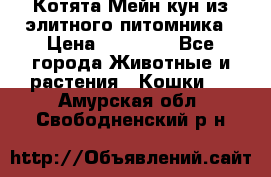 Котята Мейн-кун из элитного питомника › Цена ­ 20 000 - Все города Животные и растения » Кошки   . Амурская обл.,Свободненский р-н